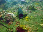 Cleaner Wrsee & Grouper